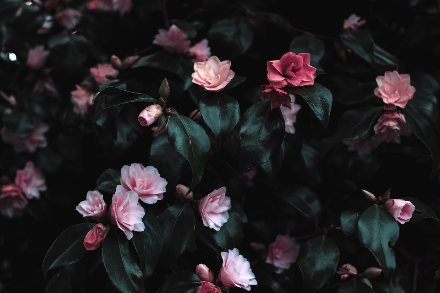 Mixed seasonal flowers